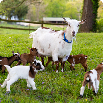 spring-banner-mobile